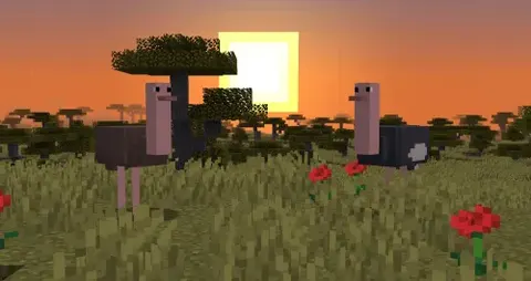 Simple Ostriches