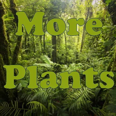 More Plants