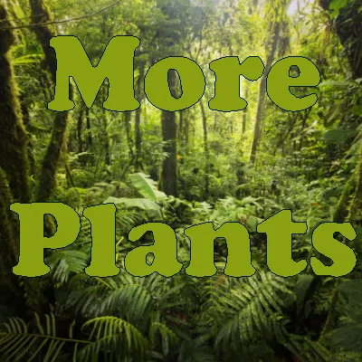 More Plants — Minecraft mod, rasm 1