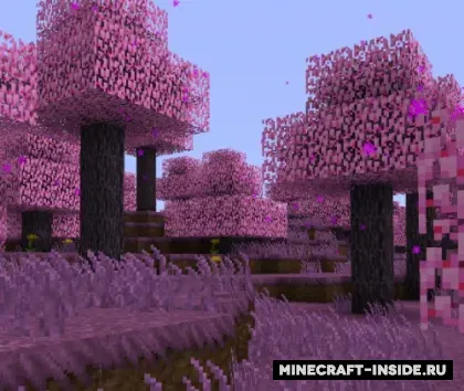 Cherry Blossom