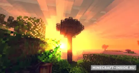 Ancient Trees