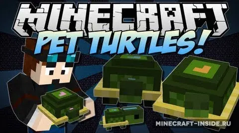 Pet Turtles
