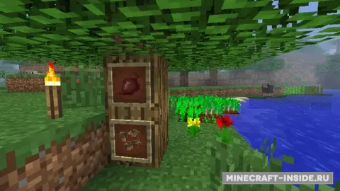 MC+ Beetroot