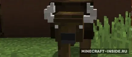 Bison