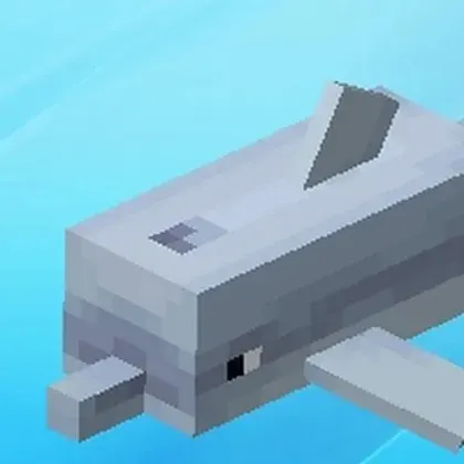Dolphin Adventure