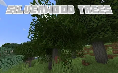 Silverwood Trees
