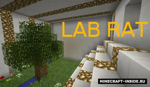 Lab Rat