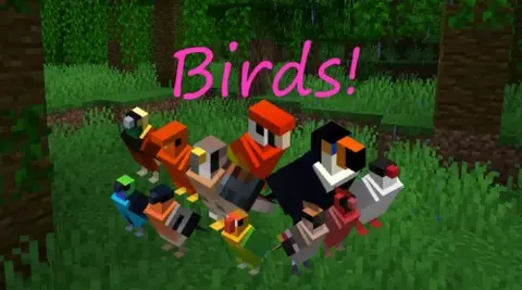 130 colorful birds skins / To'tiqushlar variatsiyalari ko'p