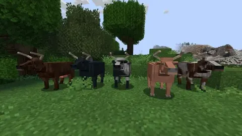 Realistic Animals