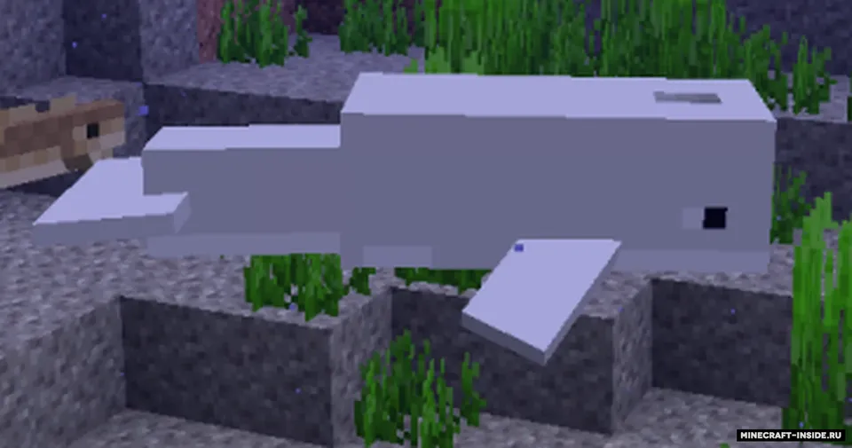 More dolphins varities — Minecraft resurs pak, rasm 4