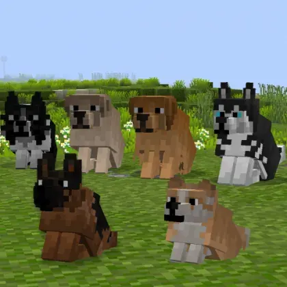 Better Dogs