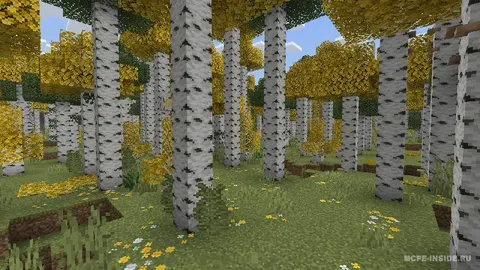 Biomlar
