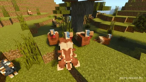 Kurka