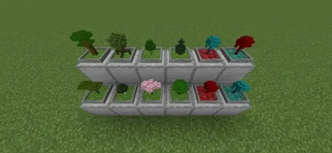 Bonsai