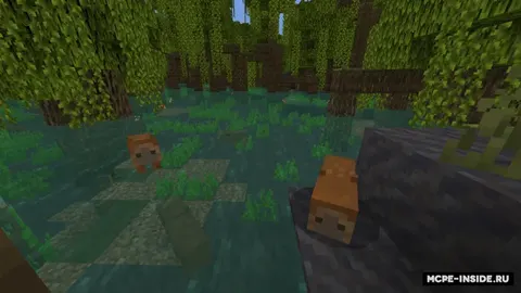 Kapibara