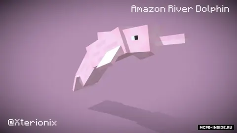 Amazonka daryosi delfini