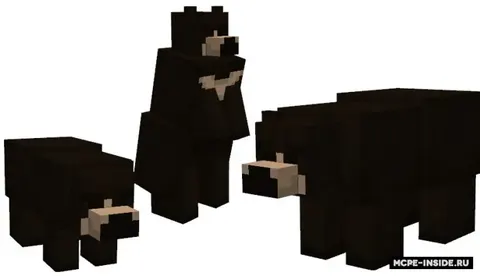 Qora va grizzly ayiqlari
