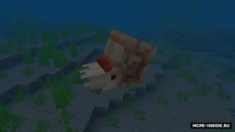 Nautilus