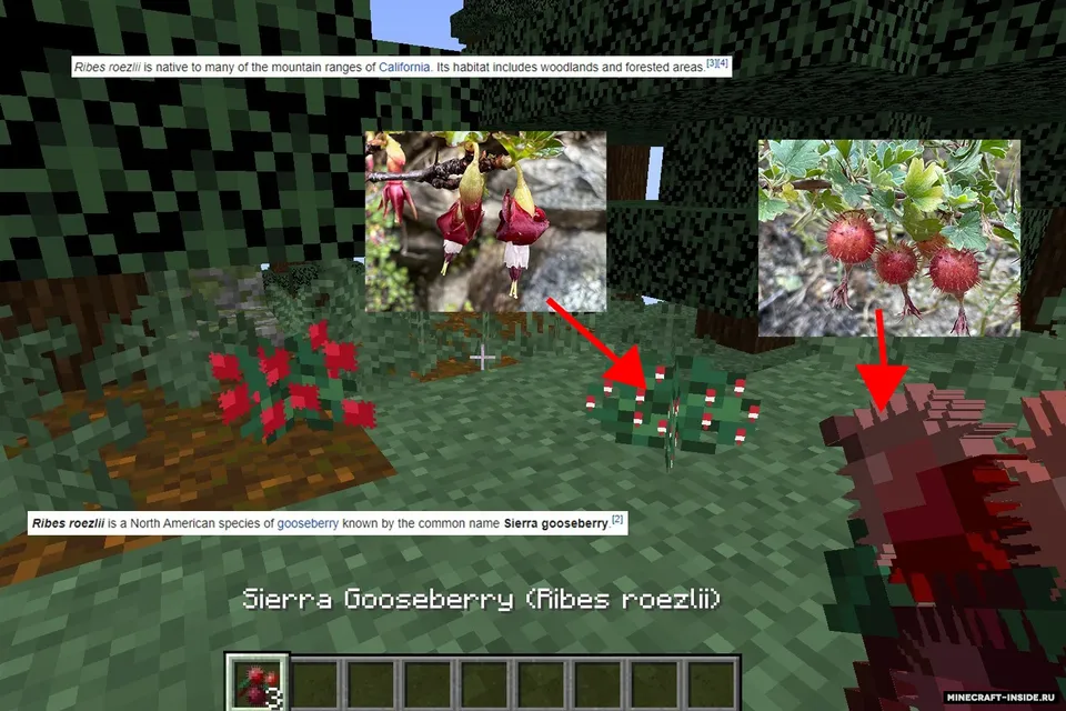 Ribes Adventures — Minecraft mod, rasm 4