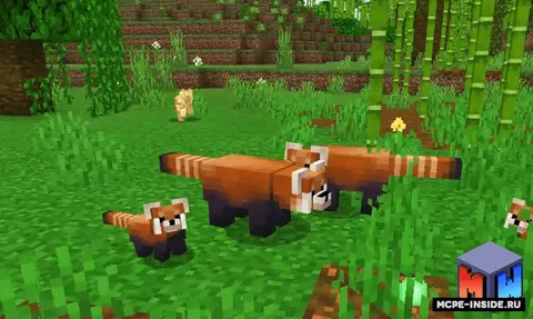 Qizil panda