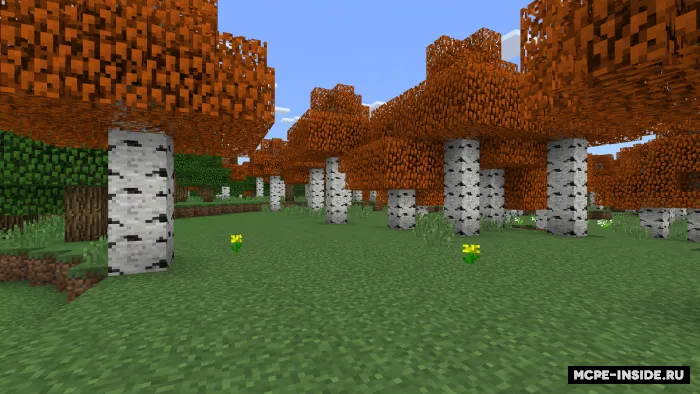 Kuzgi qayinlar — Minecraft tekstura, rasm 2