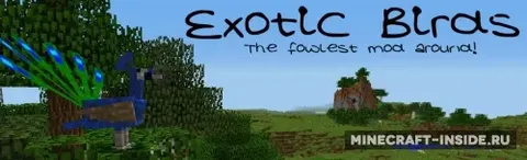 Exotic Birds