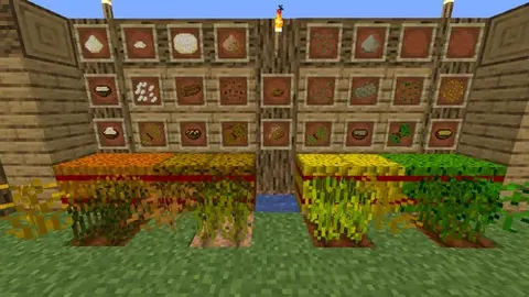 Cereal Crops