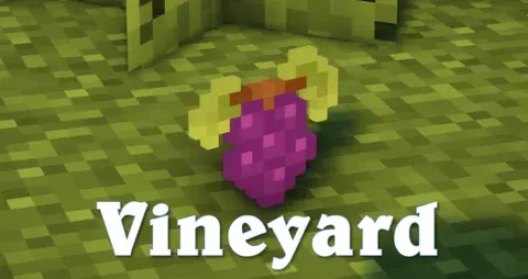 Vineyard