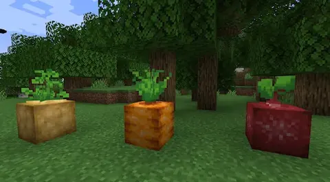 Obese Crops