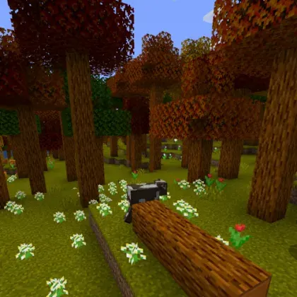 Maple Forest