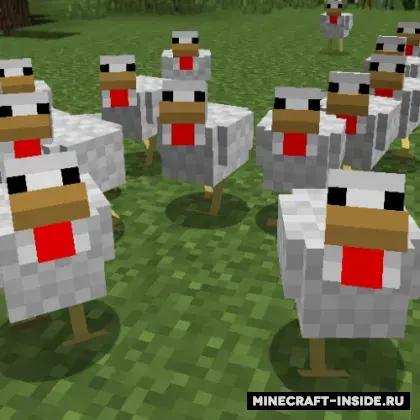 Aggressive Chickens